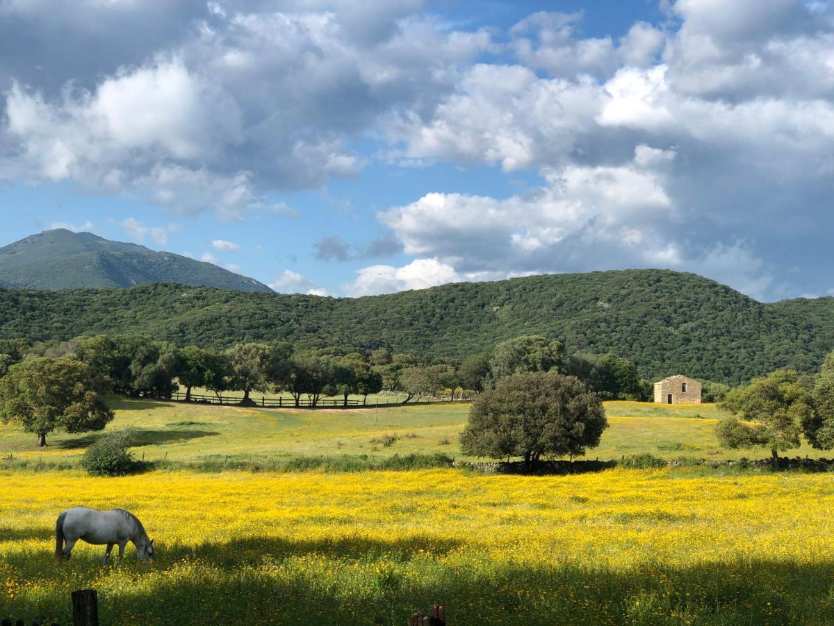 Olva *** * Sartene (Corsica)